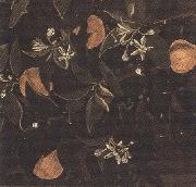 Details of Primavera (mk36) Sandro Botticelli